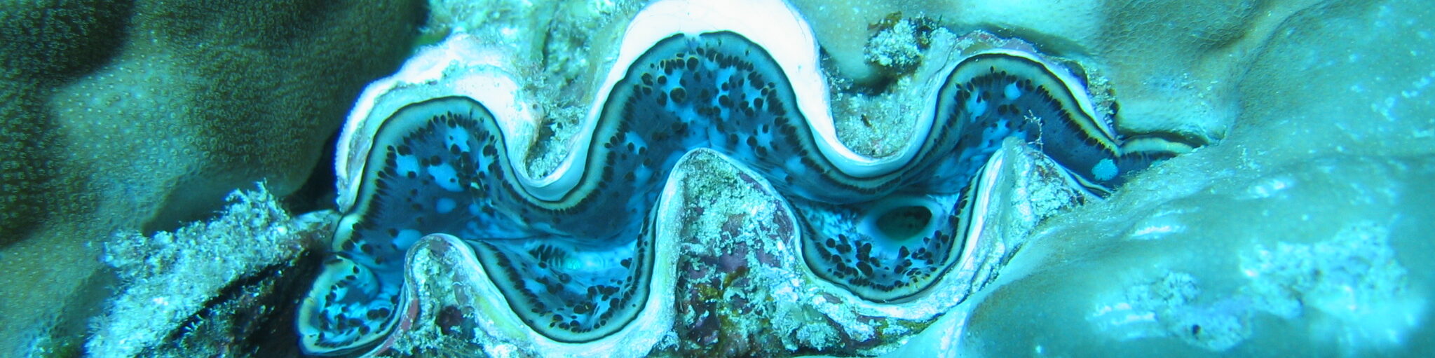 DEMO CarpeDiem Services